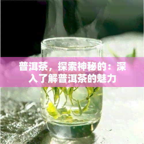 普洱茶，探索神秘的：深入了解普洱茶的魅力