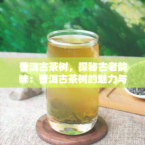 普洱古茶树，探秘古老韵味：普洱古茶树的魅力与价值