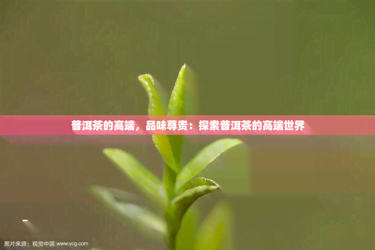 普洱茶的高端，品味尊贵：探索普洱茶的高端世界