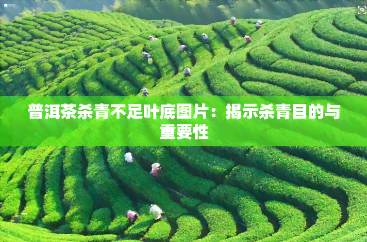 普洱茶杀青不足叶底图片：揭示杀青目的与重要性