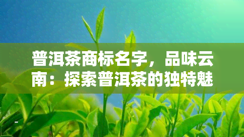 普洱茶商标名字，品味云南：探索普洱茶的独特魅力与标志性商标