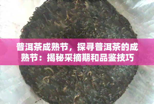 普洱茶成熟节，探寻普洱茶的成熟节：揭秘采摘期和品鉴技巧