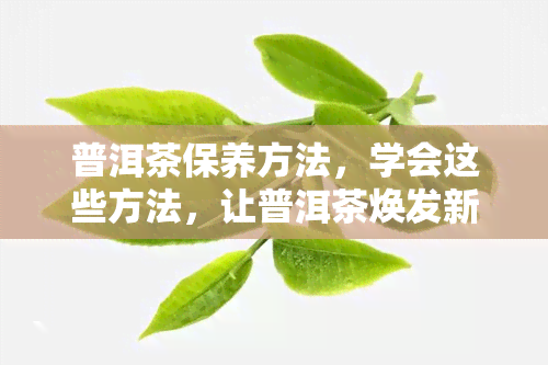 普洱茶保养方法，学会这些方法，让普洱茶焕发新活力！