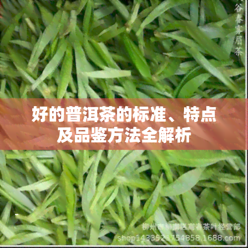 好的普洱茶的标准、特点及品鉴方法全解析