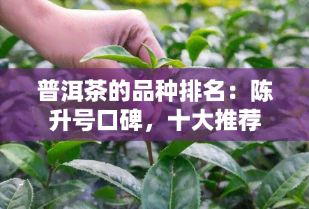 普洱茶的品种排名：陈升号口碑，十大推荐