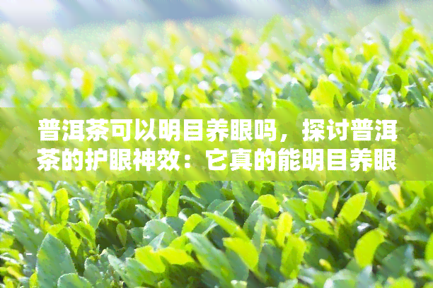 普洱茶可以明目养眼吗，探讨普洱茶的护眼神效：它真的能明目养眼吗？