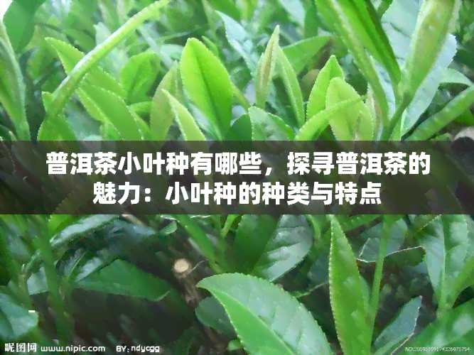 普洱茶小叶种有哪些，探寻普洱茶的魅力：小叶种的种类与特点