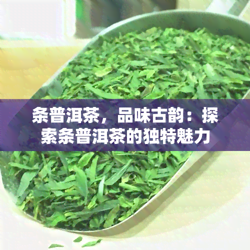 条普洱茶，品味古韵：探索条普洱茶的独特魅力