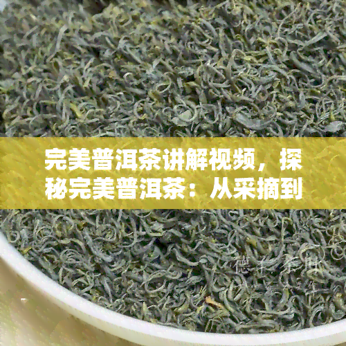 完美普洱茶讲解视频，探秘完美普洱茶：从采摘到品饮的全过程解析