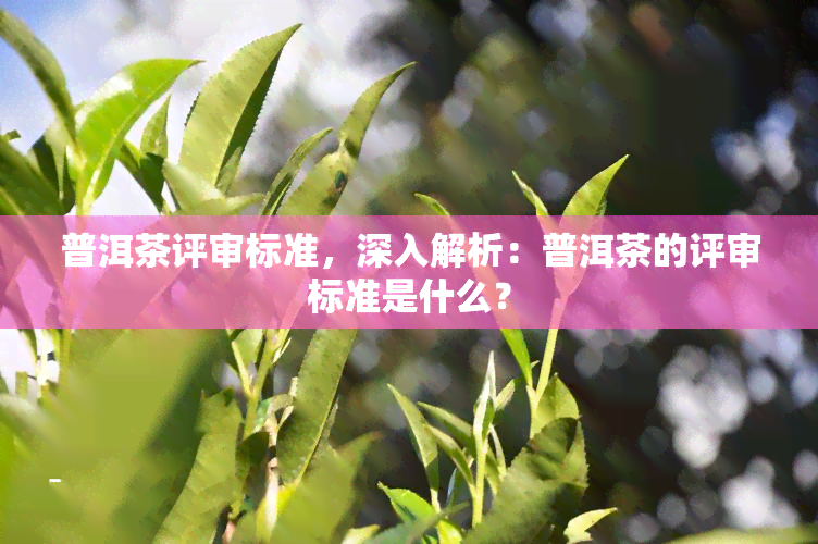 普洱茶评审标准，深入解析：普洱茶的评审标准是什么？