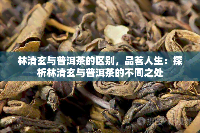 林清玄与普洱茶的区别，品茗人生：探析林清玄与普洱茶的不同之处