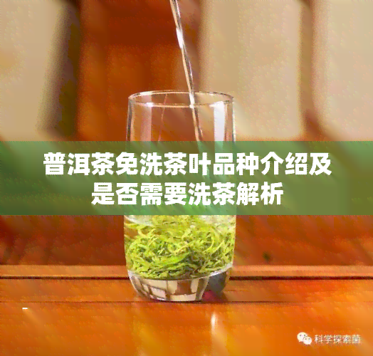 普洱茶免洗茶叶品种介绍及是否需要洗茶解析