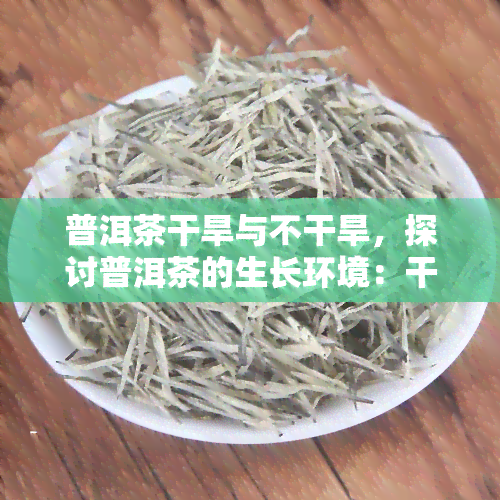 普洱茶干旱与不干旱，探讨普洱茶的生长环境：干旱和非干旱条件下的差异