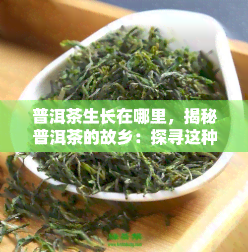 普洱茶生长在哪里，揭秘普洱茶的故乡：探寻这种独特茶叶的生长地