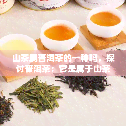 山茶属普洱茶的一种吗，探讨普洱茶：它是属于山茶属的品种之一吗？