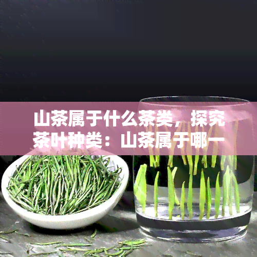 山茶属于什么茶类，探究茶叶种类：山茶属于哪一类？