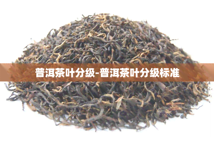 普洱茶叶分级-普洱茶叶分级标准