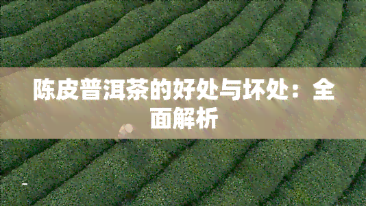 陈皮普洱茶的好处与坏处：全面解析