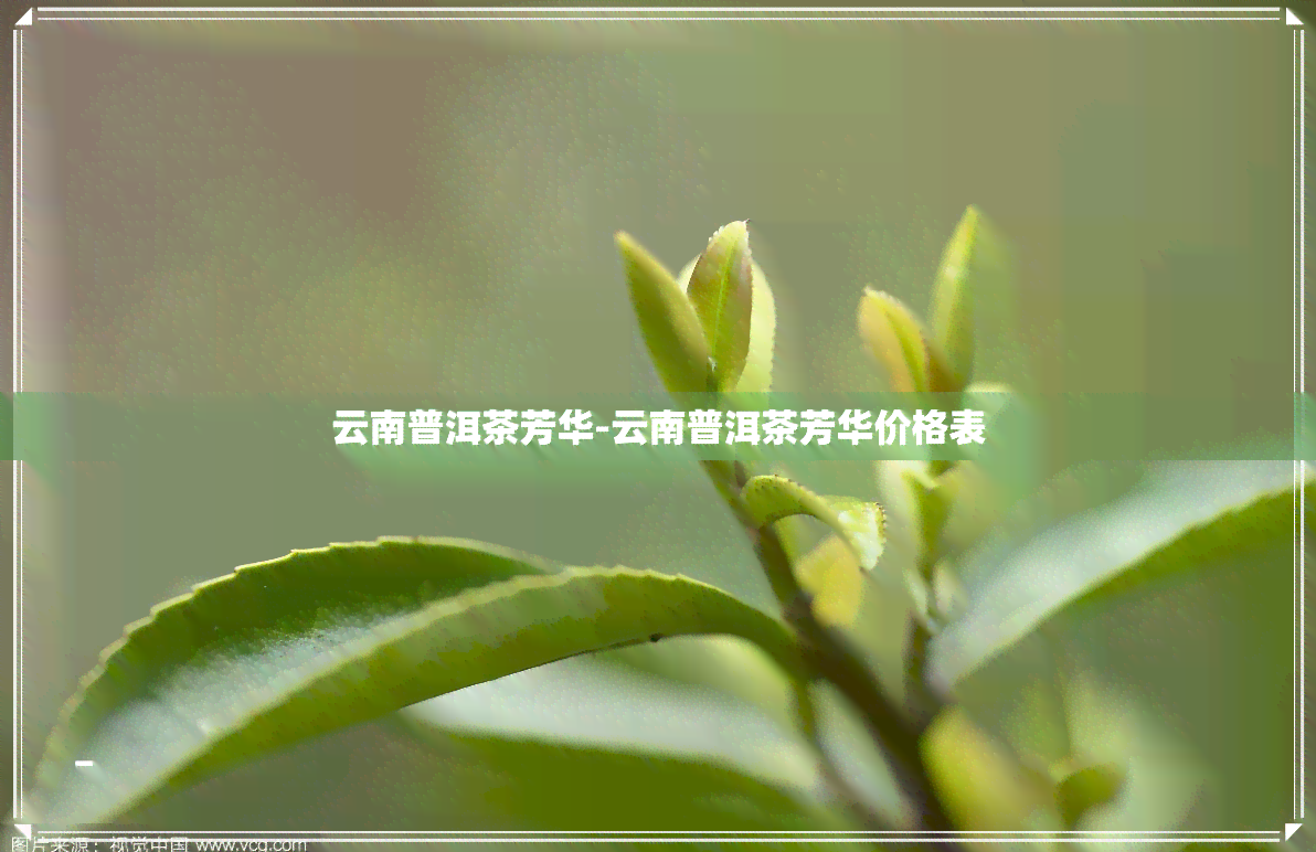 云南普洱茶芳华-云南普洱茶芳华价格表