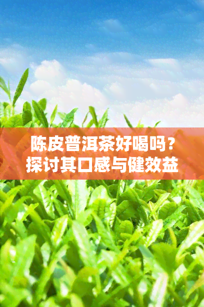 陈皮普洱茶好喝吗？探讨其口感与健效益