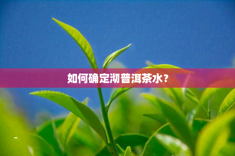 如何确定沏普洱茶水？