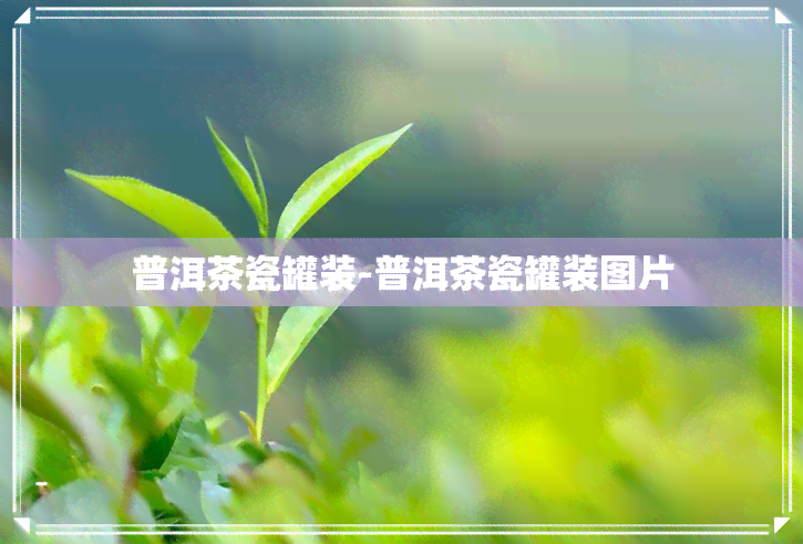 普洱茶瓷罐装-普洱茶瓷罐装图片