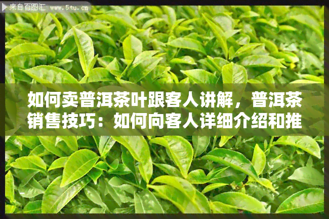 如何卖普洱茶叶跟客人讲解，普洱茶销售技巧：如何向客人详细介绍和推销普洱茶叶？