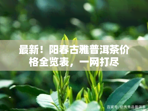 最新！阳春古雅普洱茶价格全览表，一网打尽