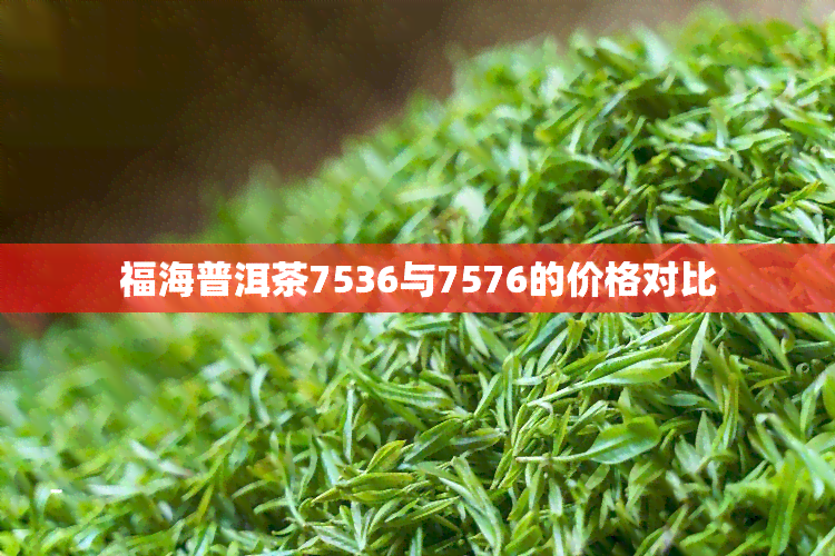 福海普洱茶7536与7576的价格对比