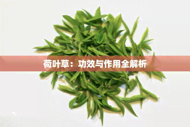 荷叶草：功效与作用全解析