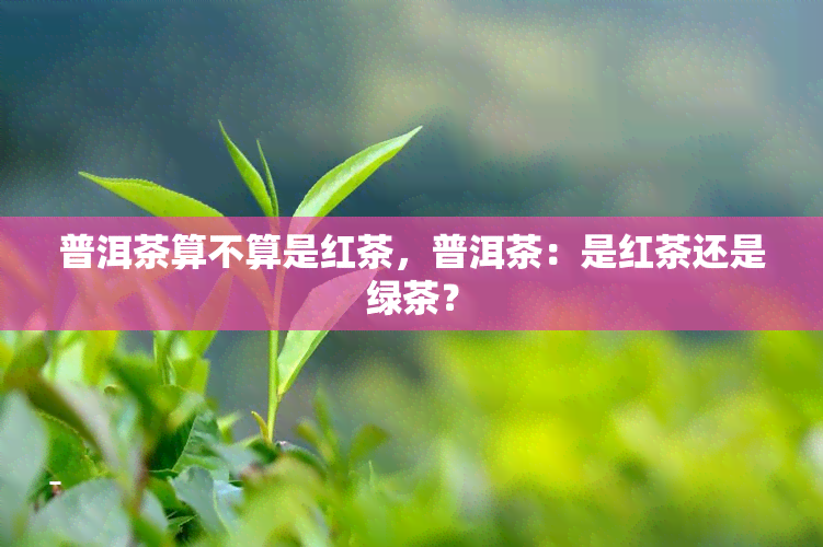 普洱茶算不算是红茶，普洱茶：是红茶还是绿茶？