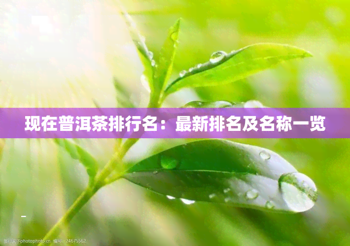 现在普洱茶排行名：最新排名及名称一览