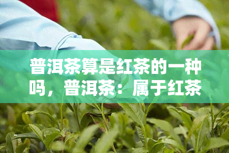 普洱茶算是红茶的一种吗，普洱茶：属于红茶的一种吗？