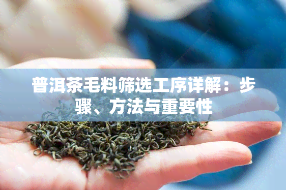 普洱茶毛料筛选工序详解：步骤、方法与重要性