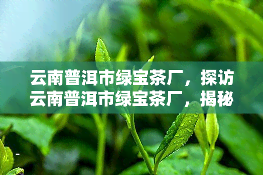 云南普洱市绿宝茶厂，探访云南普洱市绿宝茶厂，揭秘优质普洱茶的制作过程