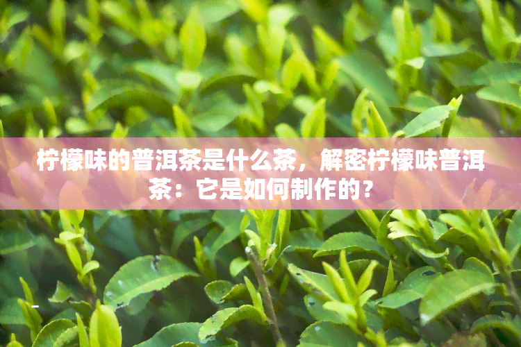 柠檬味的普洱茶是什么茶，解密柠檬味普洱茶：它是如何制作的？