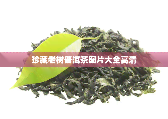 珍藏老树普洱茶图片大全高清