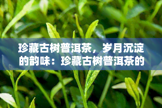 珍藏古树普洱茶，岁月沉淀的韵味：珍藏古树普洱茶的魅力探索