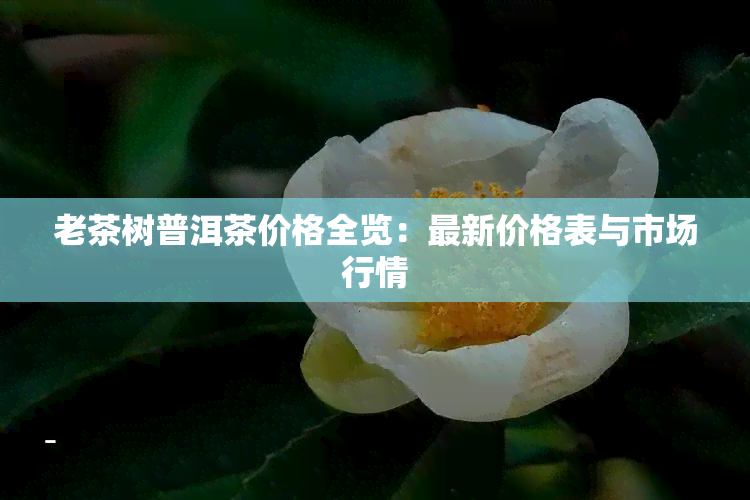 老茶树普洱茶价格全览：最新价格表与市场行情