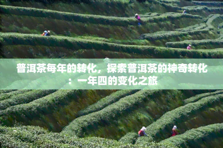 普洱茶每年的转化，探索普洱茶的神奇转化：一年四的变化之旅