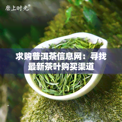 求购普洱茶信息网：寻找最新茶叶购买渠道