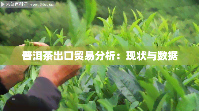 普洱茶出口贸易分析：现状与数据