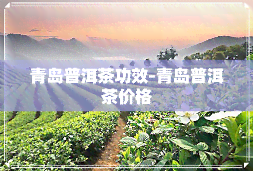 青岛普洱茶功效-青岛普洱茶价格