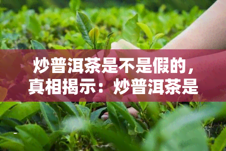 炒普洱茶是不是假的，真相揭示：炒普洱茶是否为假冒产品？