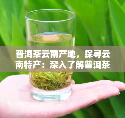 普洱茶云南产地，探寻云南特产：深入了解普洱茶的产地和制作工艺