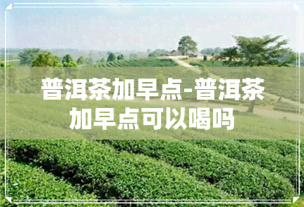 普洱茶加早点-普洱茶加早点可以喝吗