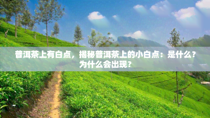 普洱茶上有白点，揭秘普洱茶上的小白点：是什么？为什么会出现？