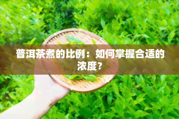 普洱茶煮的比例：如何掌握合适的浓度？