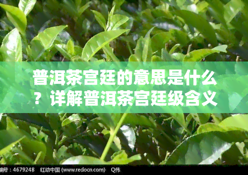 普洱茶宫廷的意思是什么？详解普洱茶宫廷级含义