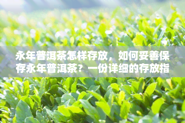 永年普洱茶怎样存放，如何妥善保存永年普洱茶？一份详细的存放指南